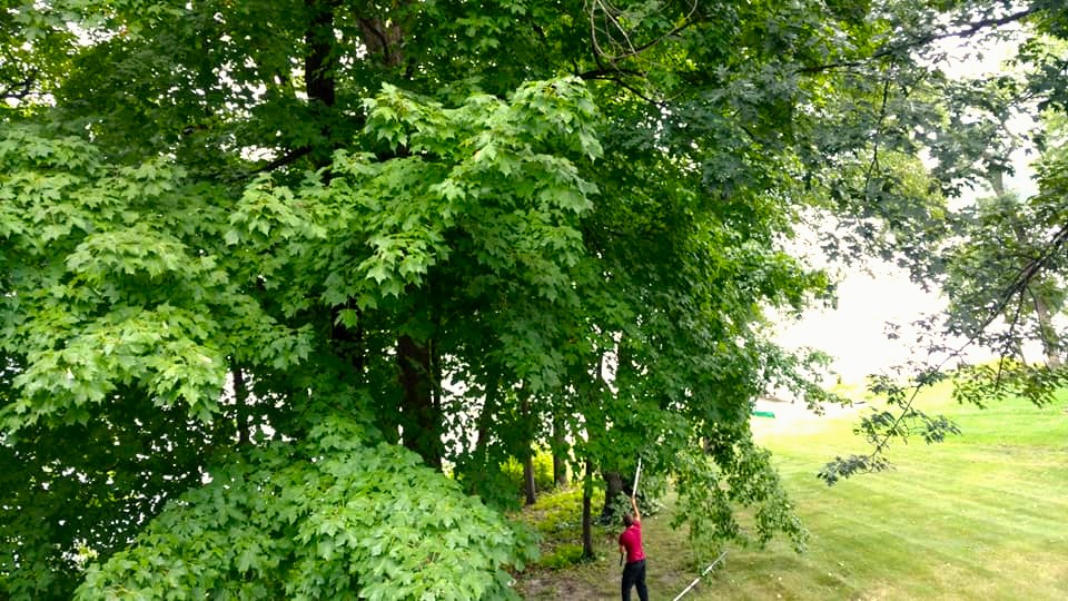 Tree Trimming@1.5x@1x