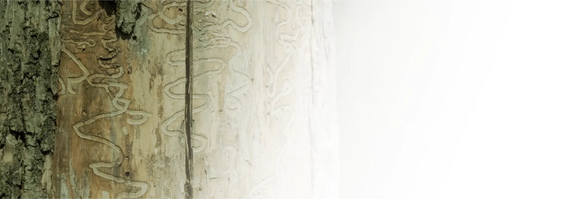 home image background@1.5x@1x